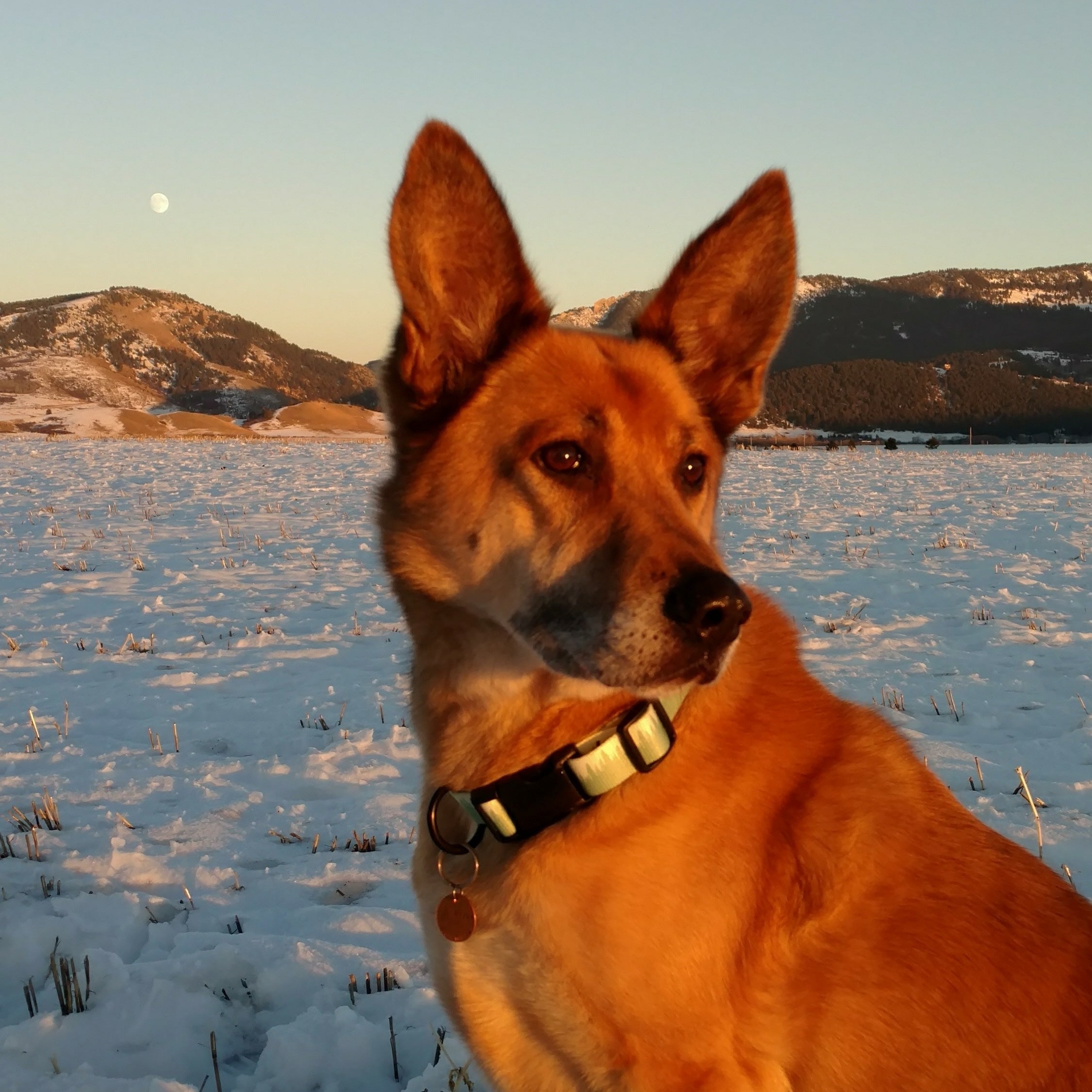 Dog Collars