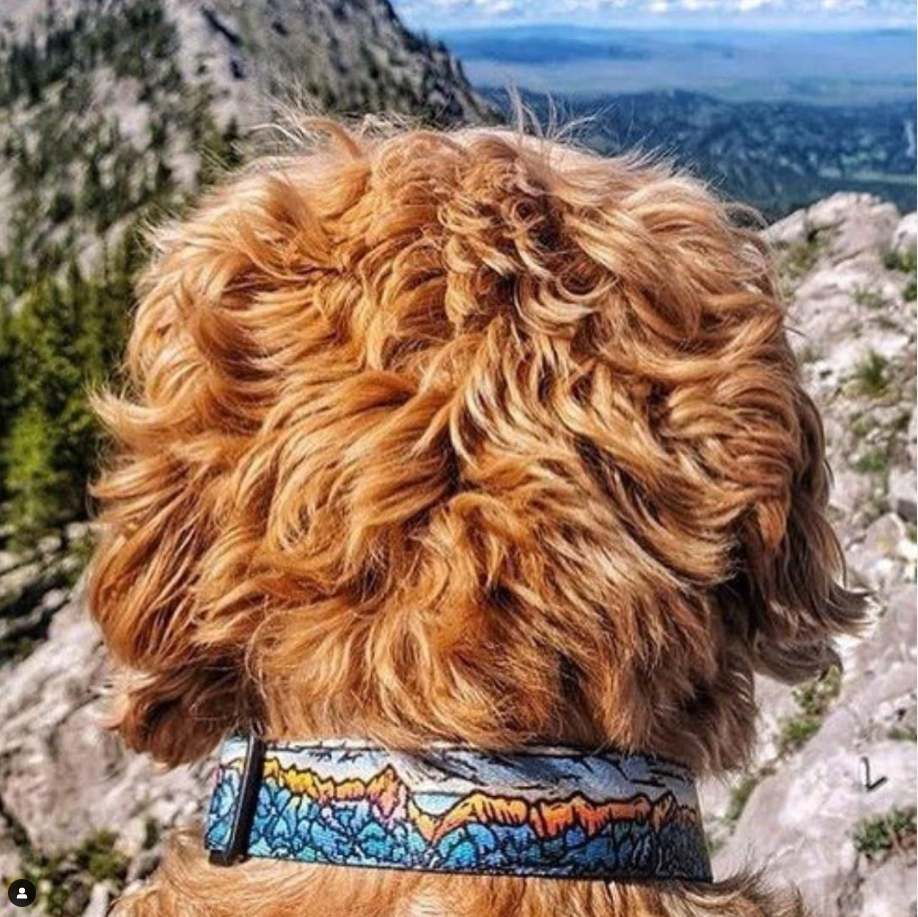 A close-up back view of a fluffy golden-brown dog with Mtn Straps Bridgers dog collar