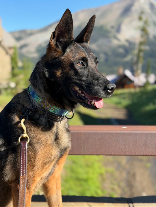 Crested Butte Dog Collar