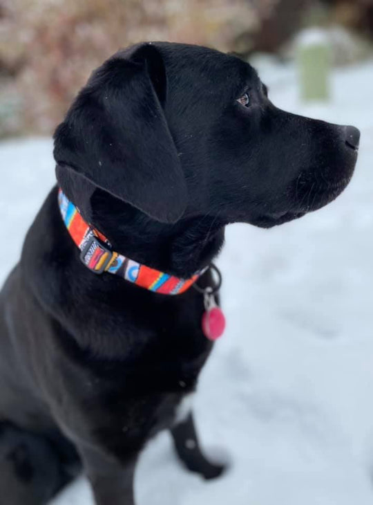 Mtn Straps Autumn Dog Collar