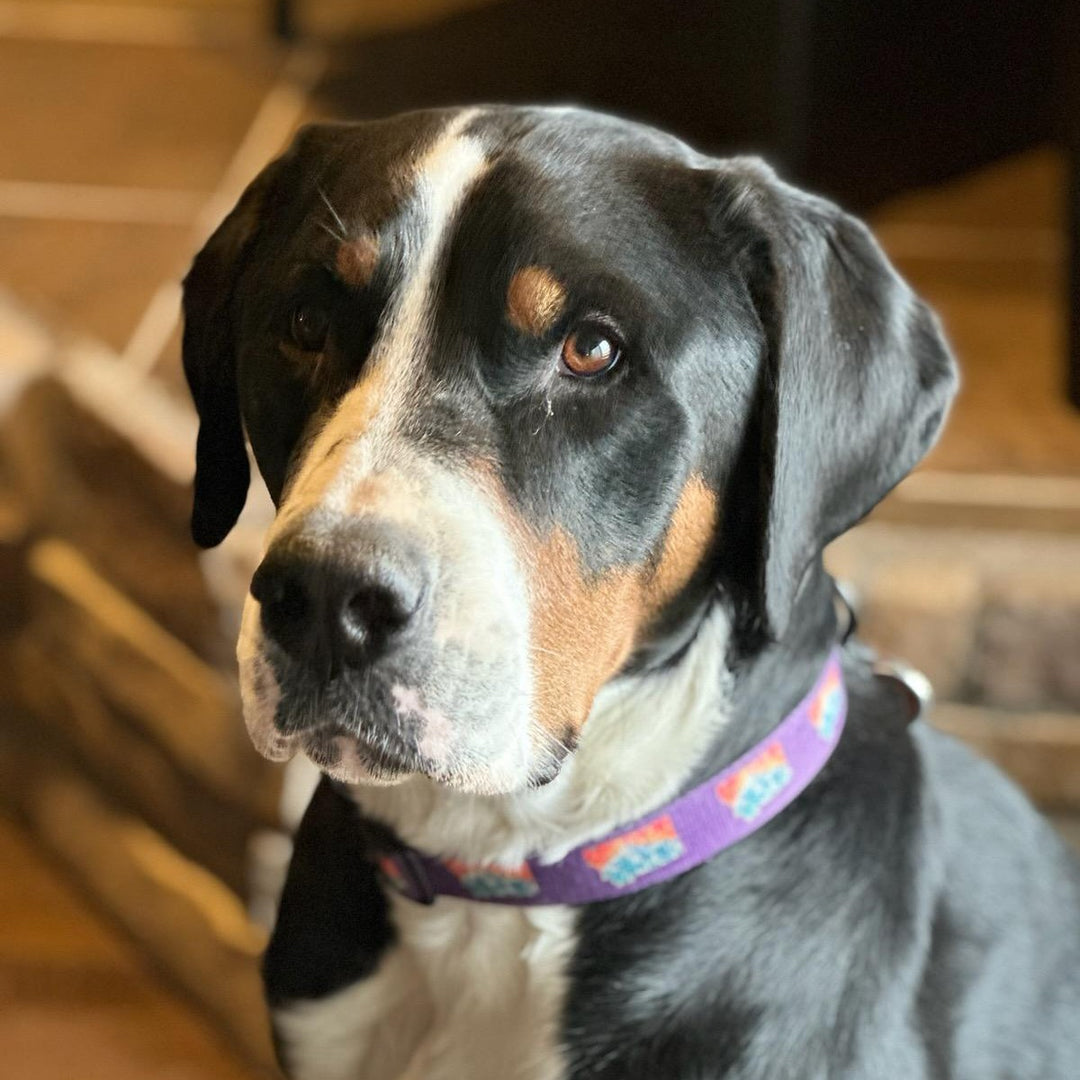 Mtn Purple Dog Collar