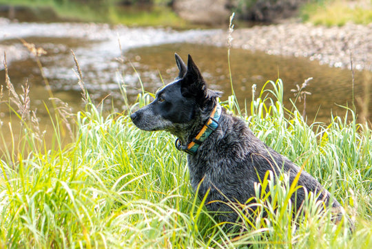 The Grand Dog Collar