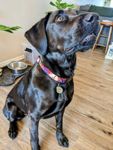 Lone Peak Dog Collar
